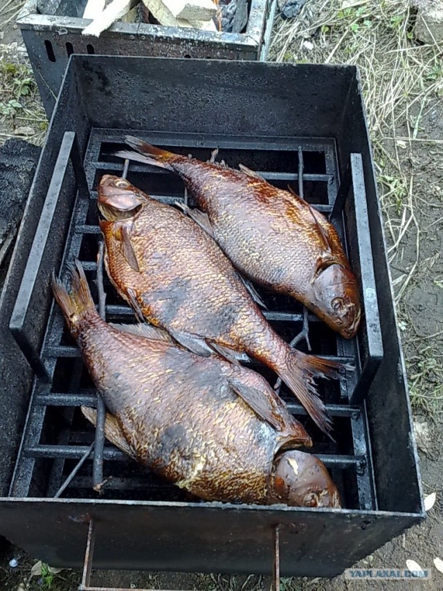 Все из рыбы!