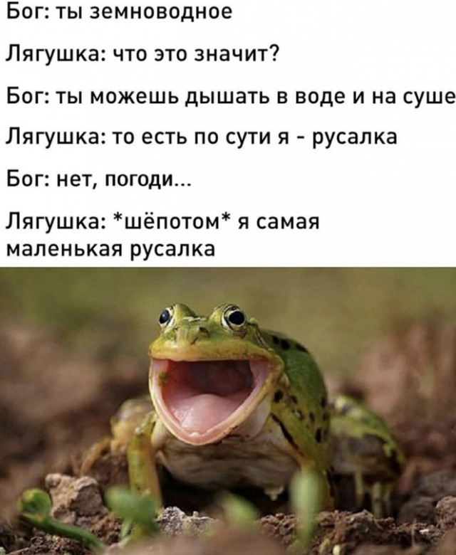 Весёлый полтишок 10.08