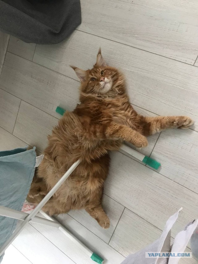 Котовторник (свои добавляем)