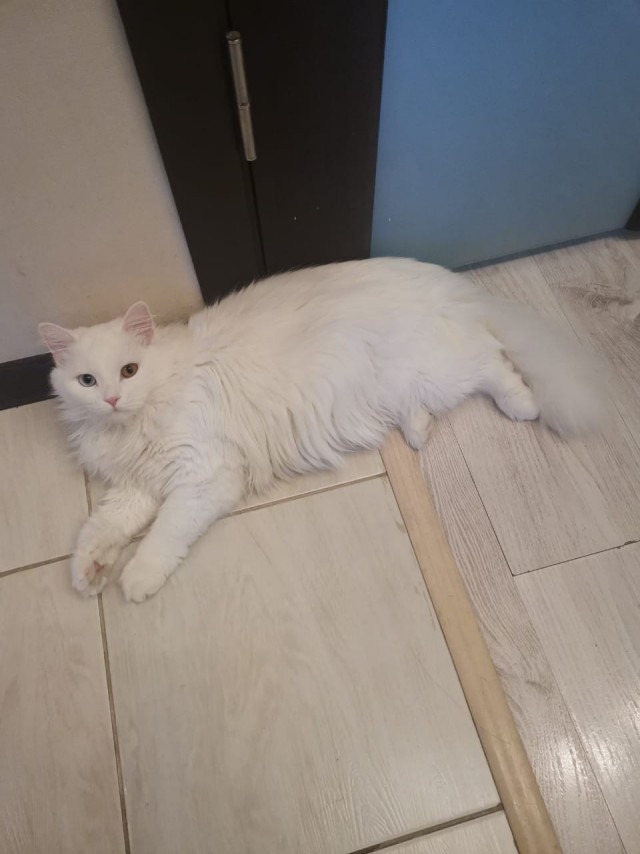 Котоленд. Белоснежный кот с гетерохромией в поисках дома и любящих хозяев!