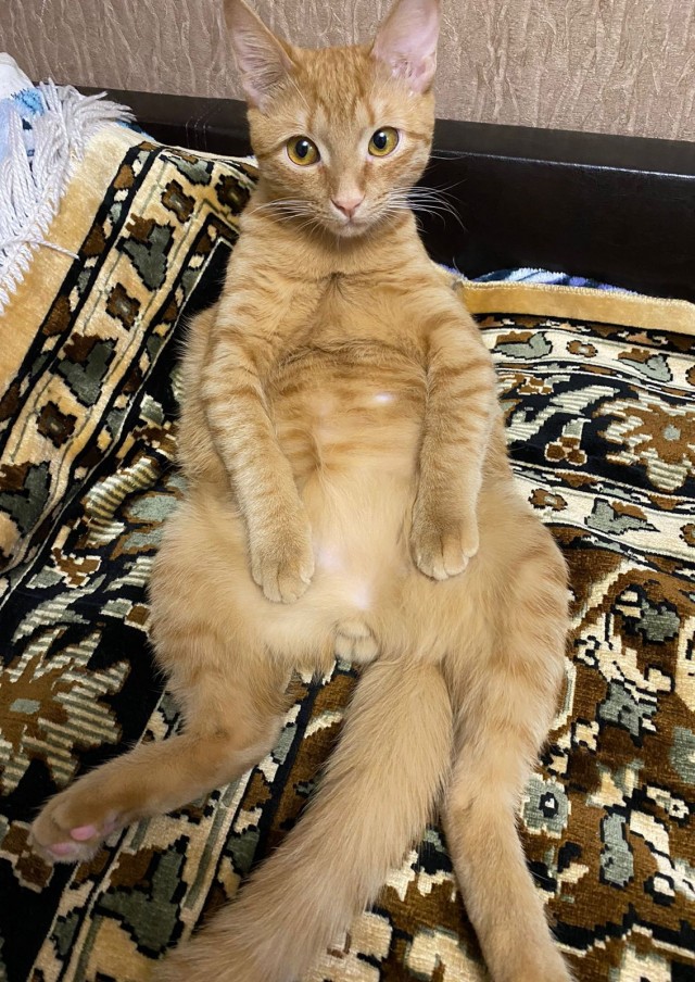 Котовторник 25.01.22