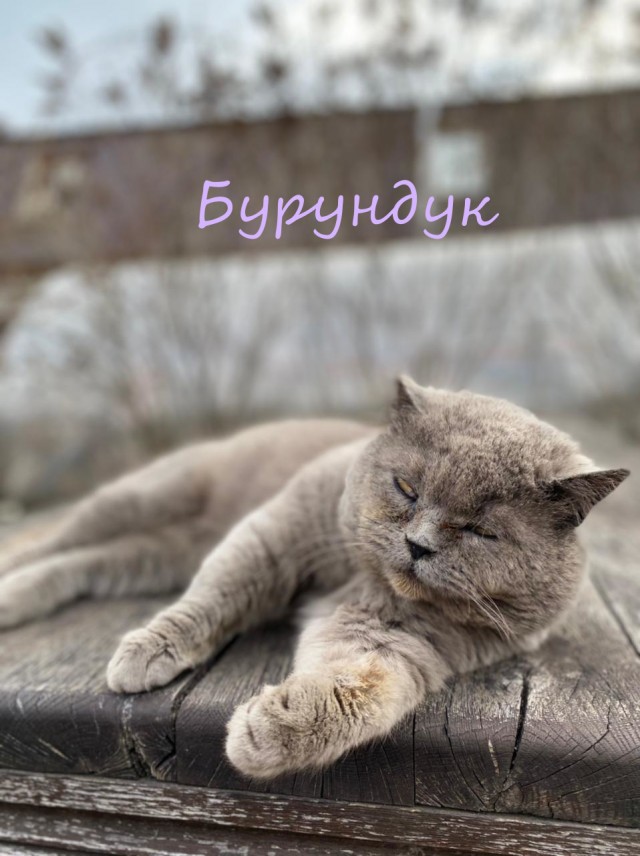 Жизнь домашнего приюта "Котоленд" 331