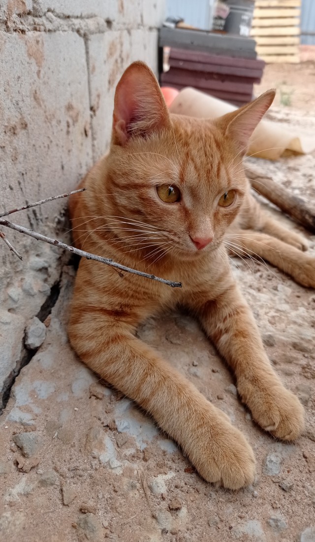 А вот и котовторник 24.05.2022