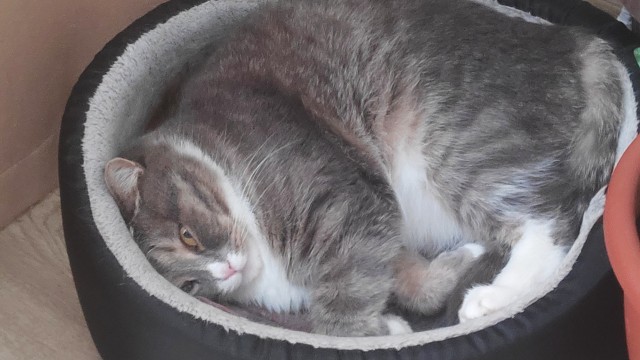 Немного милоты в котовторник