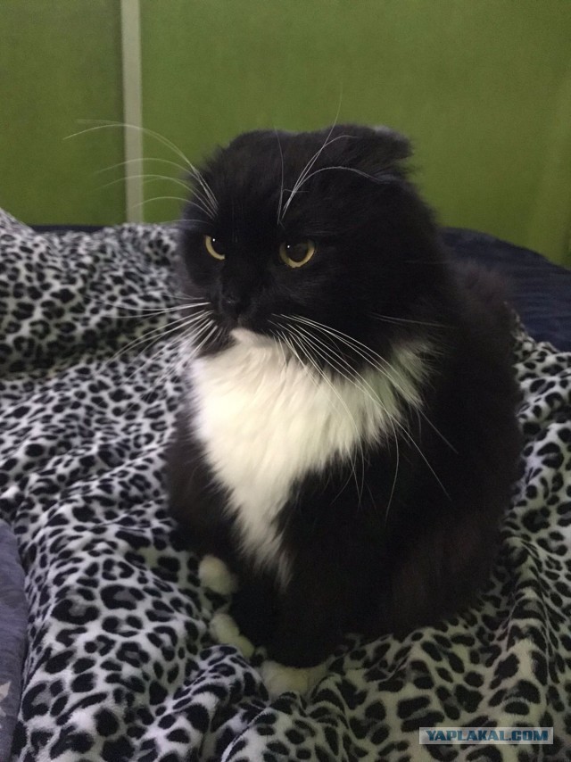 Вторник, ваши коты и кошки в студию