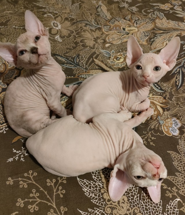 Пока котовторник не закончился