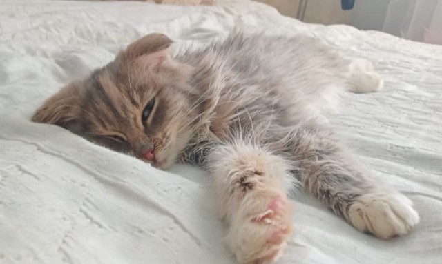 К котовторнику