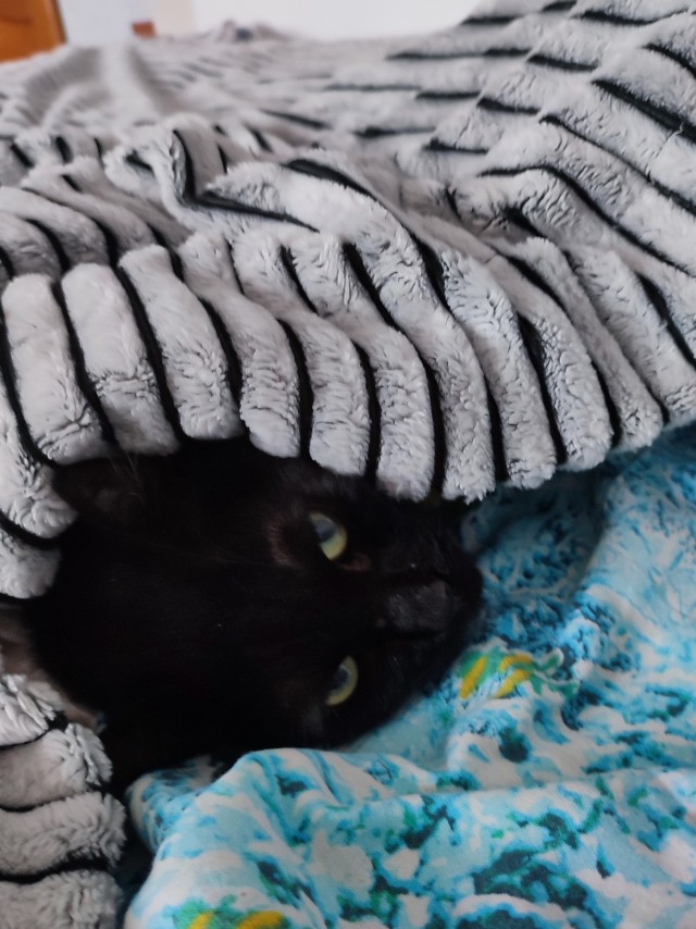Чёрные коты не такие