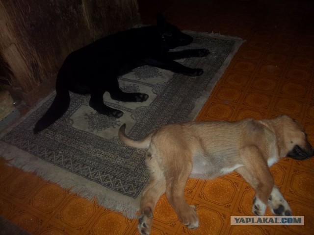 Жизнь домашнего приюта для котеек 436