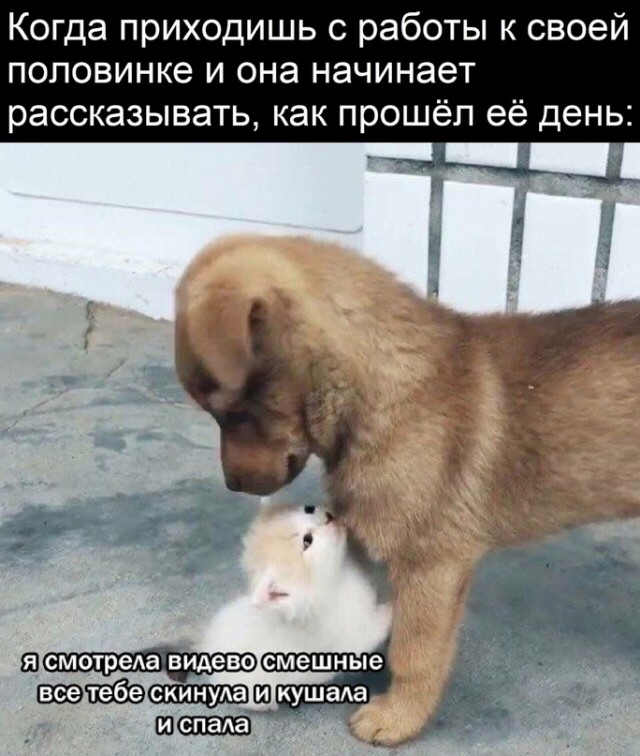 Весёлый полтишок 11.08.23