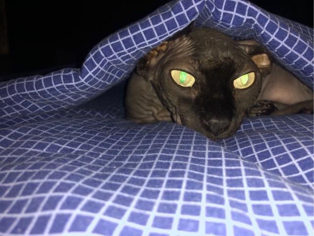 Котовторник 7.11.23