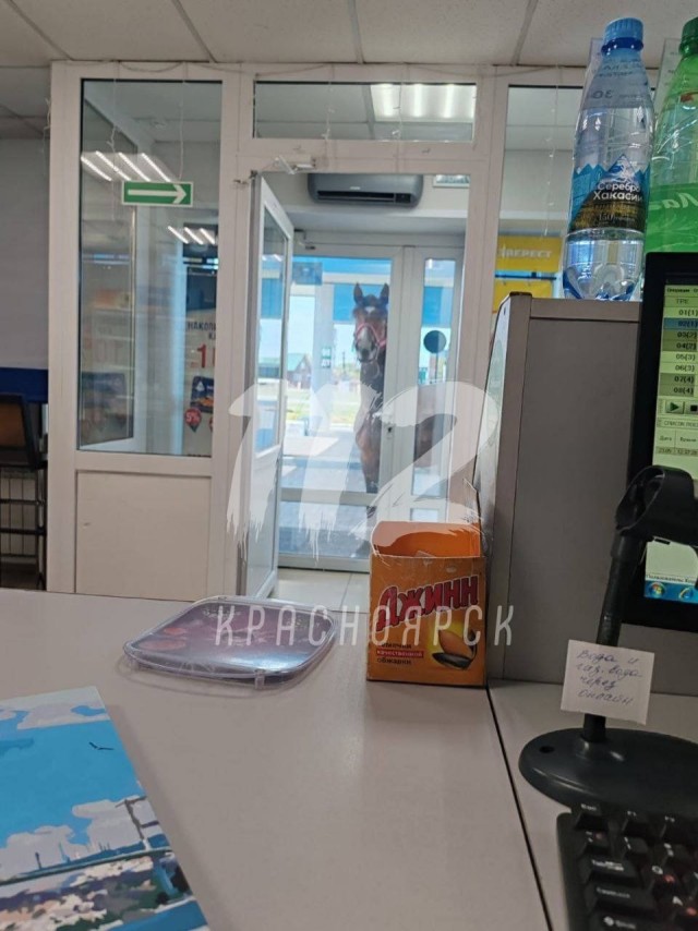 Конь забрел на заправку в Минусинске. Помощи просит.