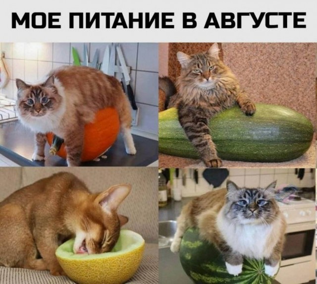 Картинки для деградации 25 (разной степени свежести)
