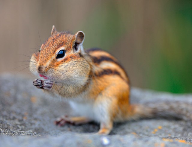 Гости из тайги: бурундучки и мандаринки в Москве!