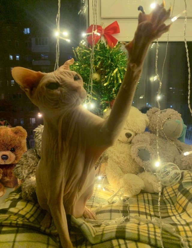 Ушел мой друже на радугу.