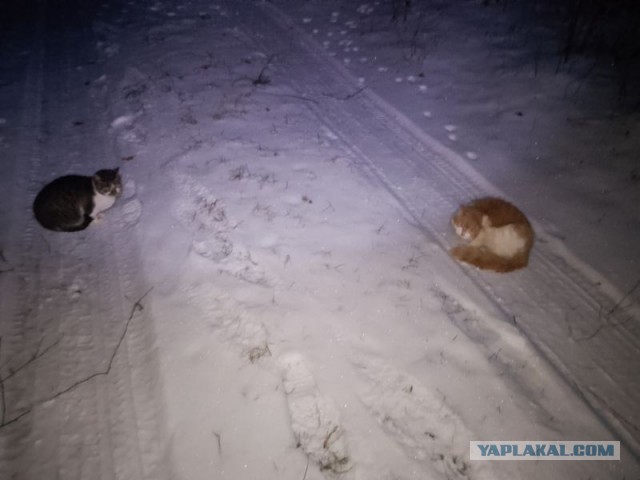 Жизнь домашнего приюта для котеек 568
