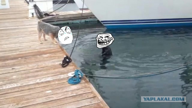 Собака пытается поймать бобра