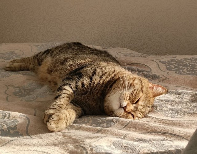 Котофторник жеж