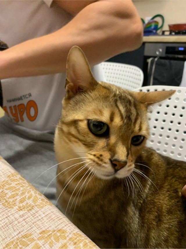 А котовторник уже пришёл?
