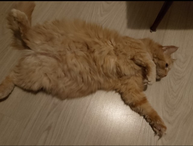 Ф КотоФторник.