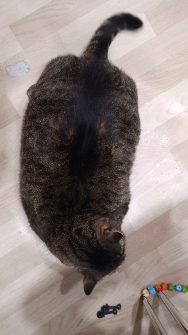Кабанчик