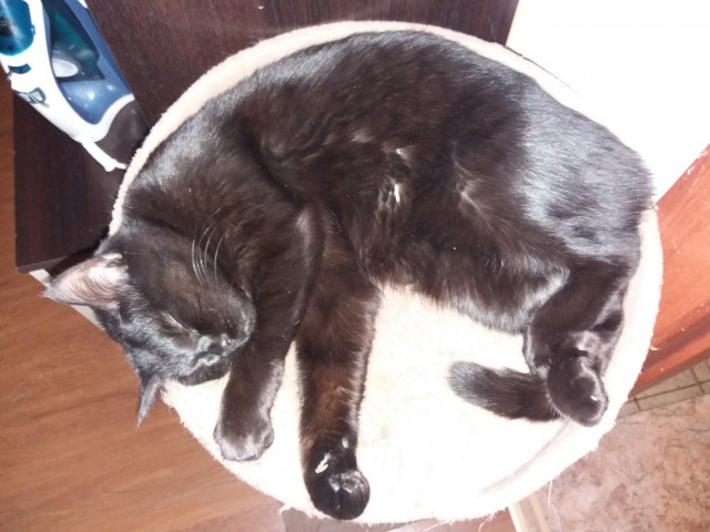 Котовторник.