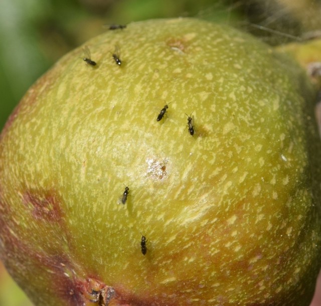 Осы: 5 пугающих видов. От маньяка-мясника до паразита в инжире