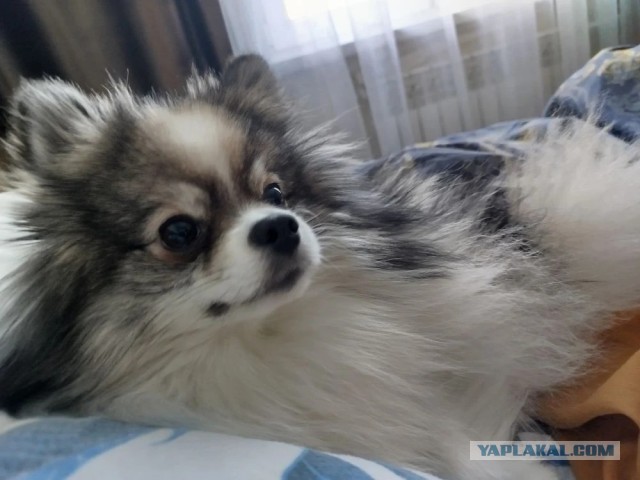 Собакочетверг же, но кошку из фото не выкинешь