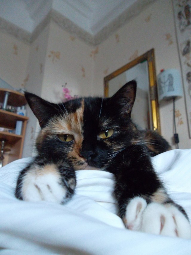 Кот