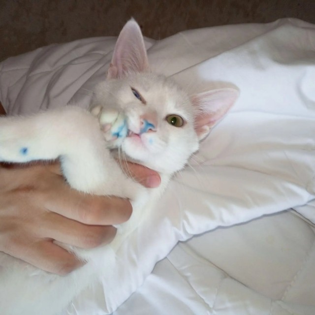 Котовторник