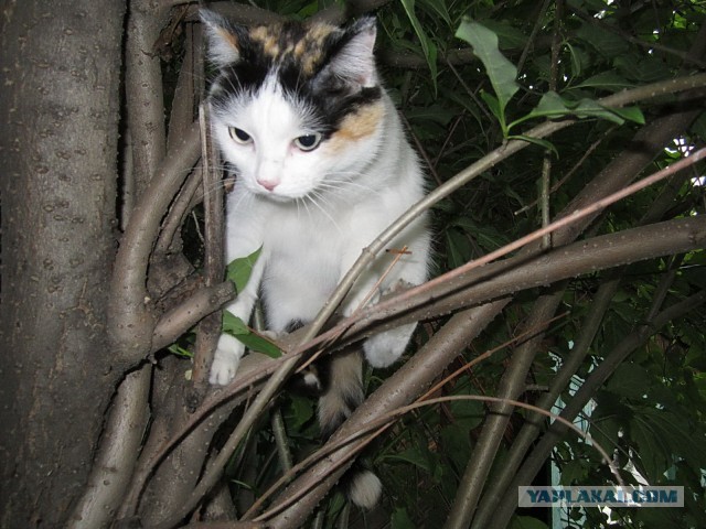 Котовторник  30.07.2013