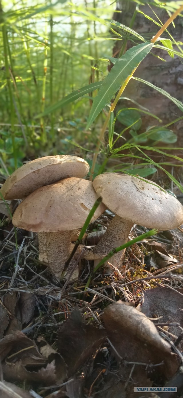 Кица. Мурманская