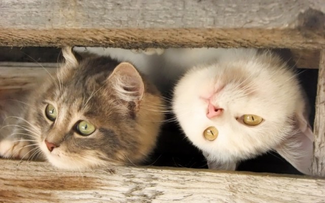 Котейка, который не знает как лежат котейки