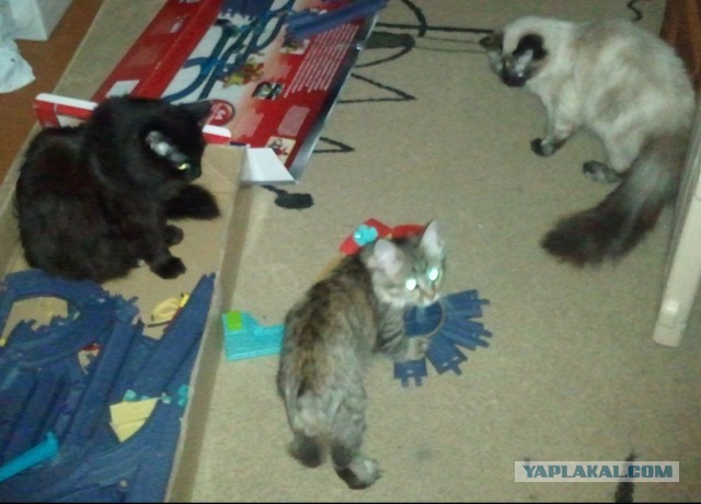 Про спасенных котеек