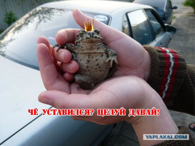 Случайный кадр