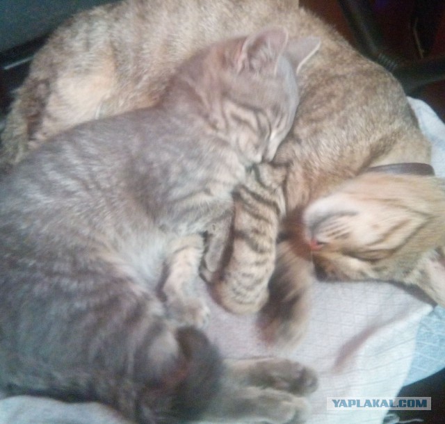 Котовторник 12.08.2014