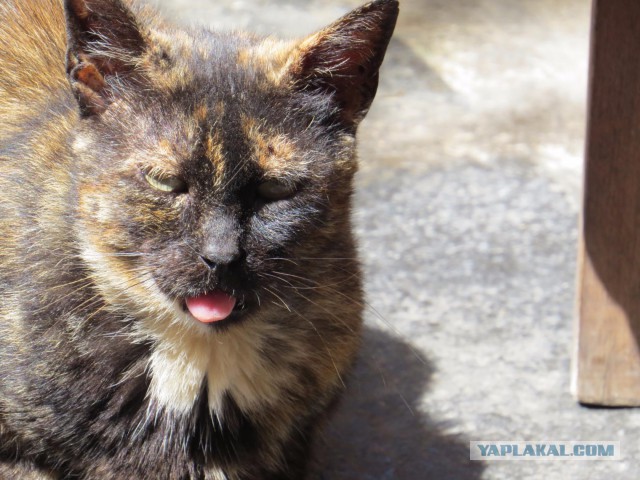 Котовторник 7.07.2015