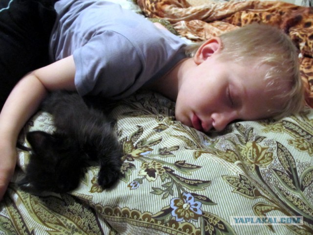 Котовторник  21.07.2015