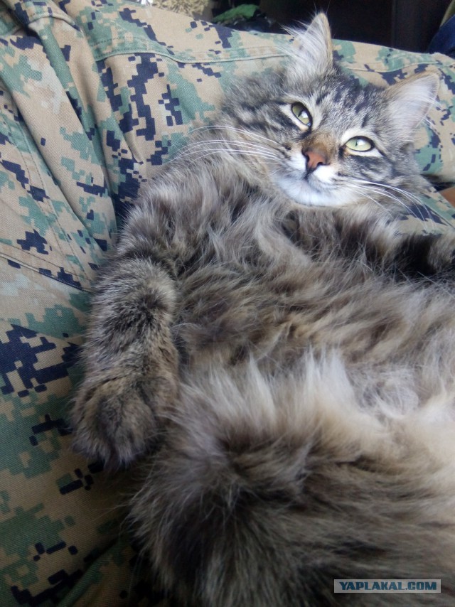 Котовторник 29-09-2015,