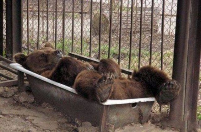 Самые смешные животные