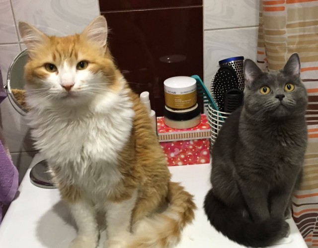 Коты и Кошки