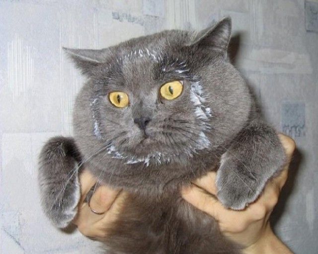 Коты и Кошки
