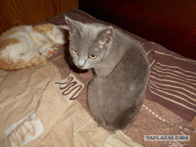 Жизнь домашнего приюта для котеек 171