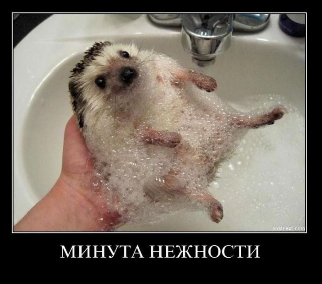 Счастья всем мировым ежам!