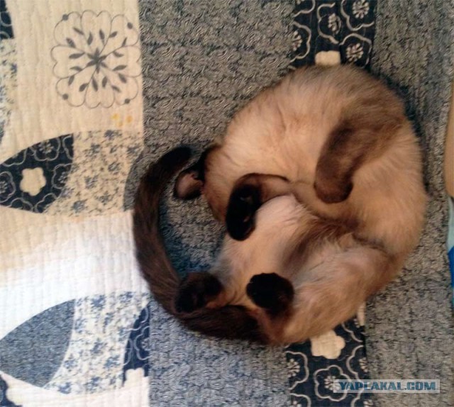 Котовторник 28.11.2017