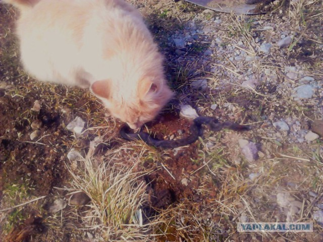 Котовторник 05.06.2018