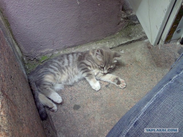 Котовторник на ЯПлакалъ (15.07.2008)