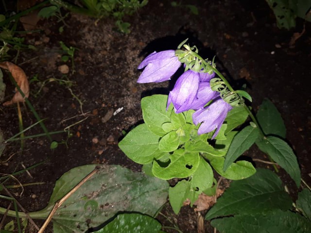 Просто Природа