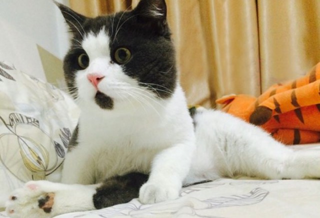 Прикольных котов пост