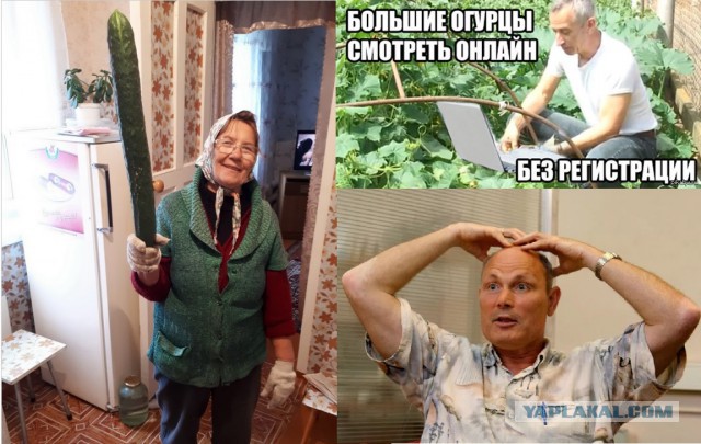 Не безрыбье...